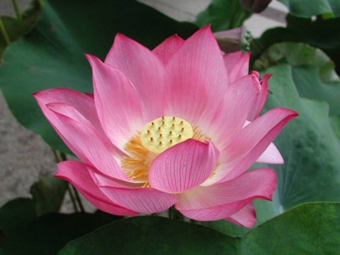 PADMA Masaj
