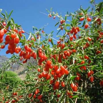 Plantatie Goji Goji BIO