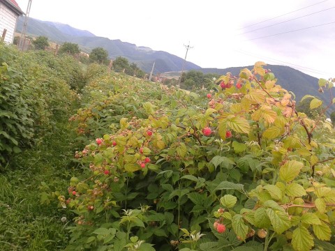 Plantatie cu zmeura/afine/coacaz/mure