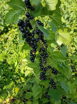 Plantatie Coacaze Valenii de munte