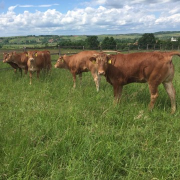 Ferma Bovine Limousin