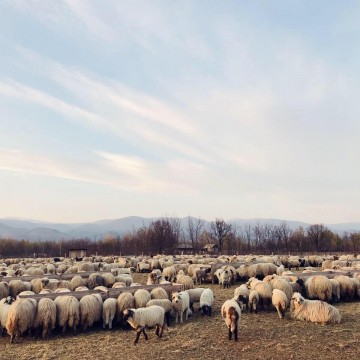 Ferma de Ovine Gorj