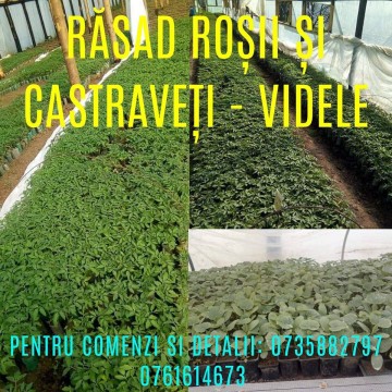 Răsad roșii și castraveți