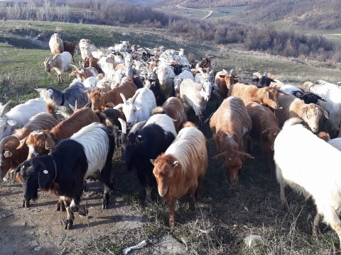 FERMA De CAPRE Fauresti Valcea