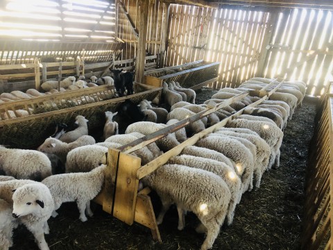 Produse lactate și miei!