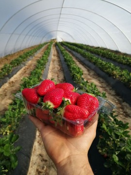 Ferma de Capşuni SEGAB AGRO