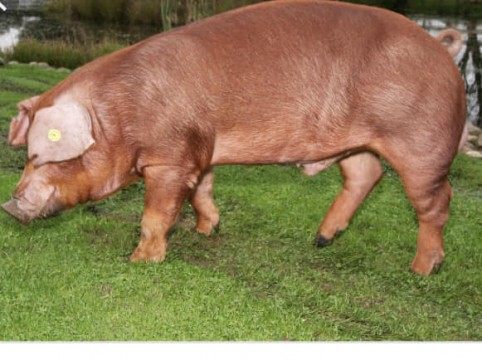 Porci rasă Lechinta