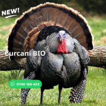 Curcani ,Găini ,BIO ,Brăila