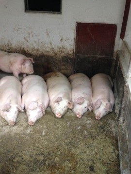 Porci și purcei de vânzare