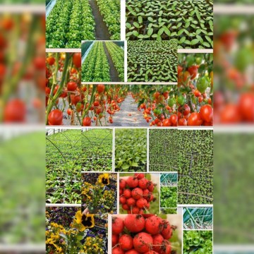 Răsaduri și legume Dambovita