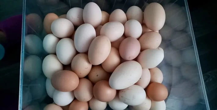Ferma familiei