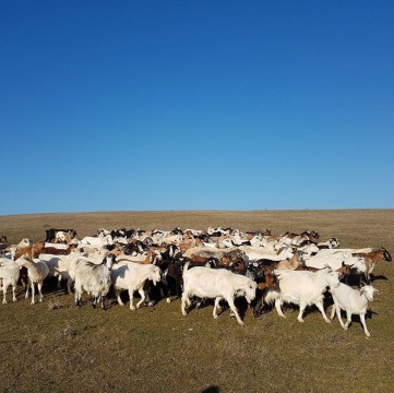 Ferma "Capra Pura"