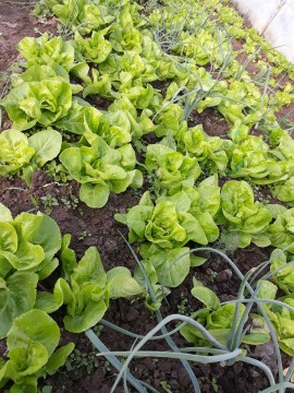 Legume BIO RUGI