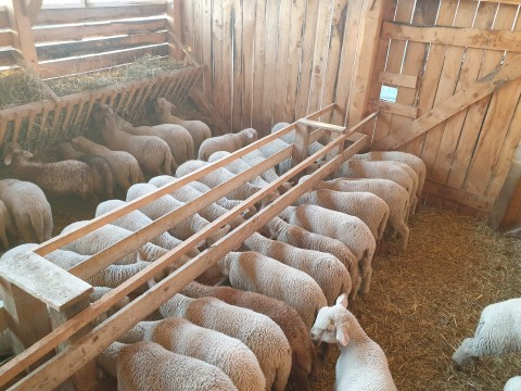 Ferma Bucur