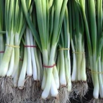 Legume BIO Marco