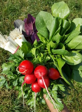 Gradinita cu legume, la tine acasa