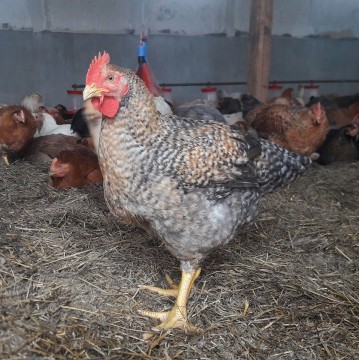 Ferma Soldana