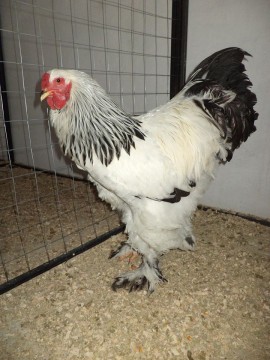 Ferma de gaini de rasa