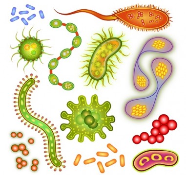 Meditatii la biologie