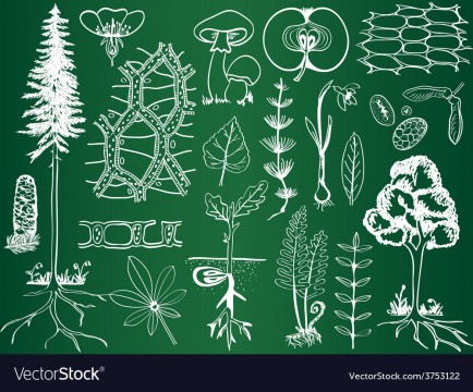 Meditatii biologie