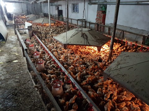 Ferma Avicola AgroBadea