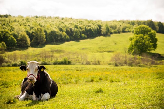 Ferma Vacutelor Vesele - Produse lactate