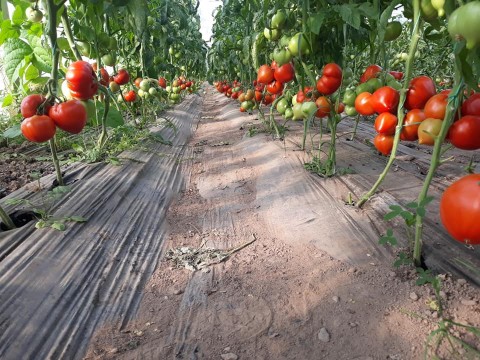 LEGUME PROASPETE DE LA CÎRȚA