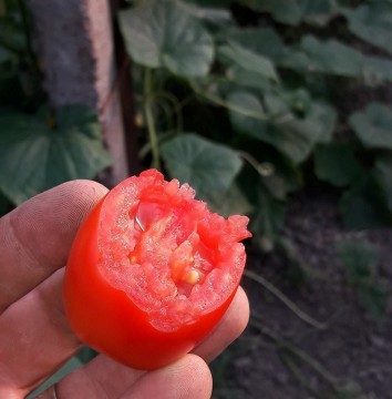 Legume din Malcoci