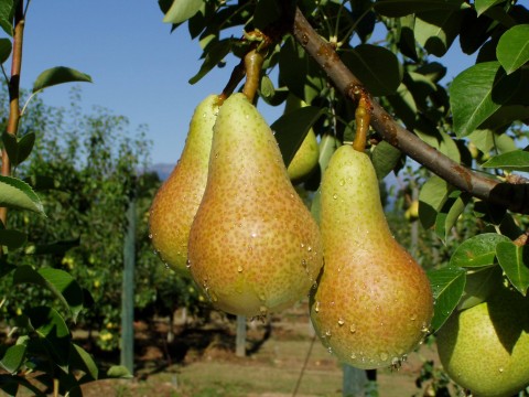 Cosul de fructe