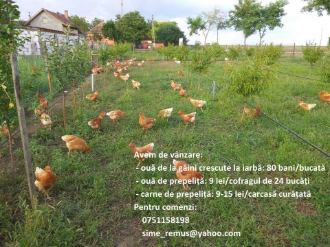 Microferma de gaini free range Timisoara