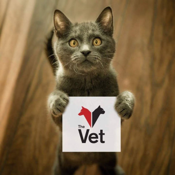 THE VET - CABINET VETERINAR