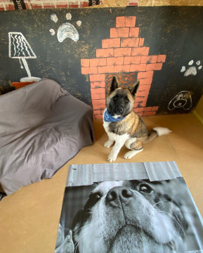 Hotel Puppy Land
