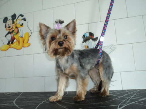 Salon de toaletaj canin