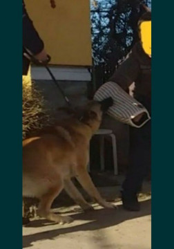 Dresaj canin de calitate