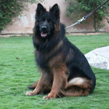 Dresaj Canin