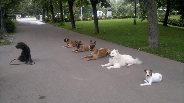 Dresaj Canin Profesionist