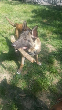 Dresaj canin si pensiune canina