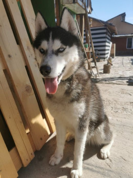 Dresaj animale de companie