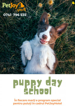 Dresaj canin Pet Joy Sports