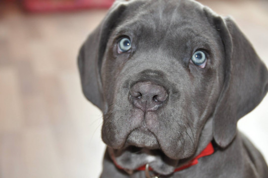 DRESAJ CANIN