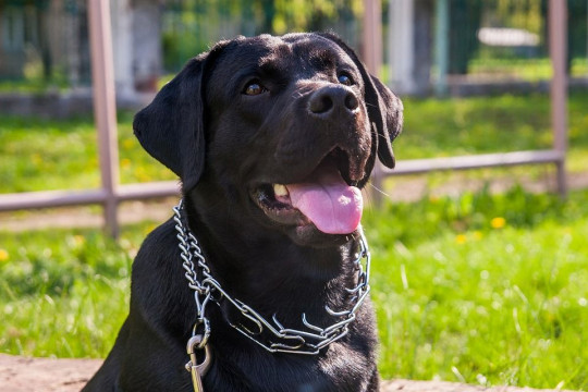 Dresaj canin disciplină,agresivitate si paza