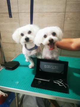 Salon de îngrijire pentru animale de companie