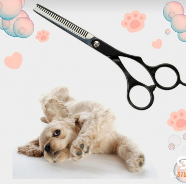 Servicii de toaletaj canin