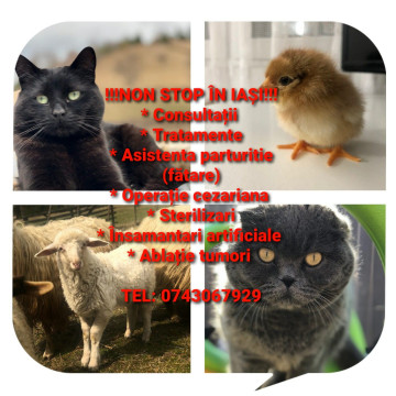 Urgente veterinare NON STOP Iasi