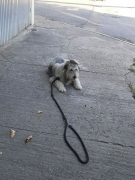 pensiune canină și dresaj