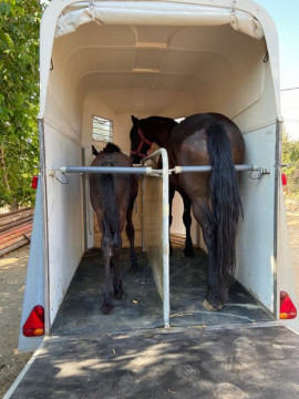 Transport animale, autovehicule si utilaje mai usoare